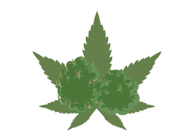 CBD Květy
